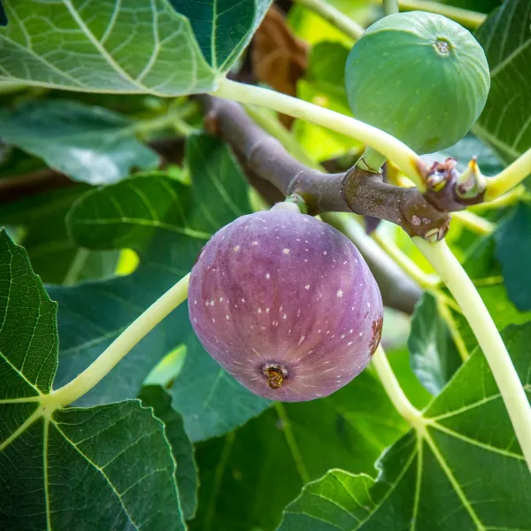 All_time_Hybrid_Fig_Plant_(Pack_Of_1)