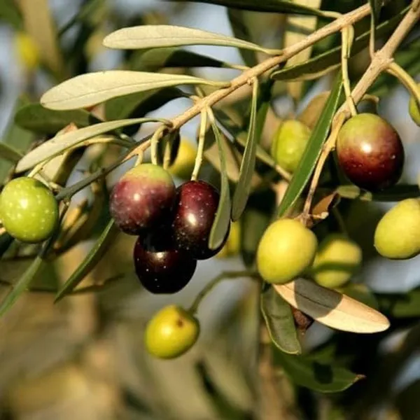 All_time_Sweet_Olive_Plant_Thai_variety_Plant