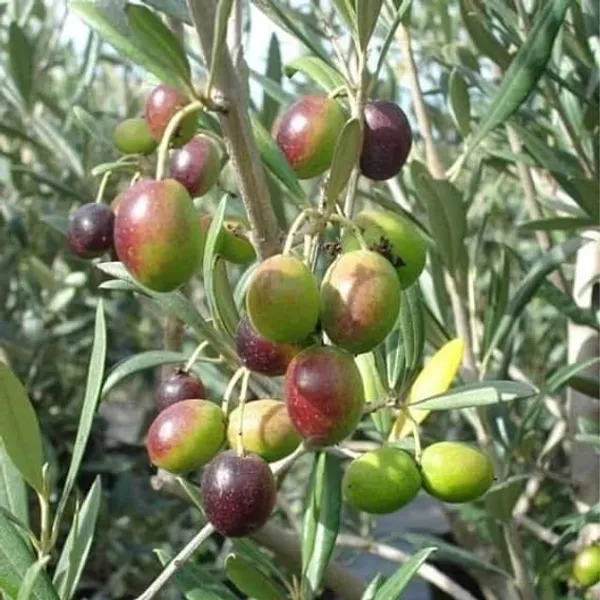 All_time_Sweet_Olive_Plant_Thai_variety_Plant