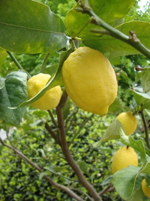 All_Time_Grafted_Elachi_Lemon_|_Lime_Hybrid_Plant