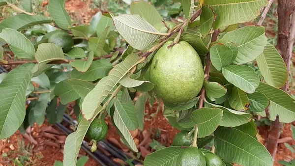 Allahabad_Hybrid_Guava_Fruit_Plant_(Grafted,_Pack_Of_1)