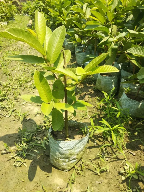 Allahabad_Hybrid_Guava_Fruit_Plant_(Grafted,_Pack_Of_1)
