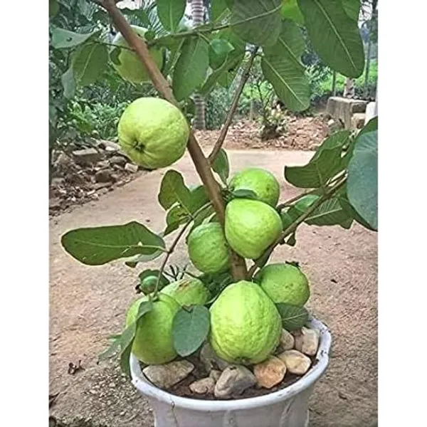 Allahabad_Hybrid_Guava_Fruit_Plant_(Grafted,_Pack_Of_1)