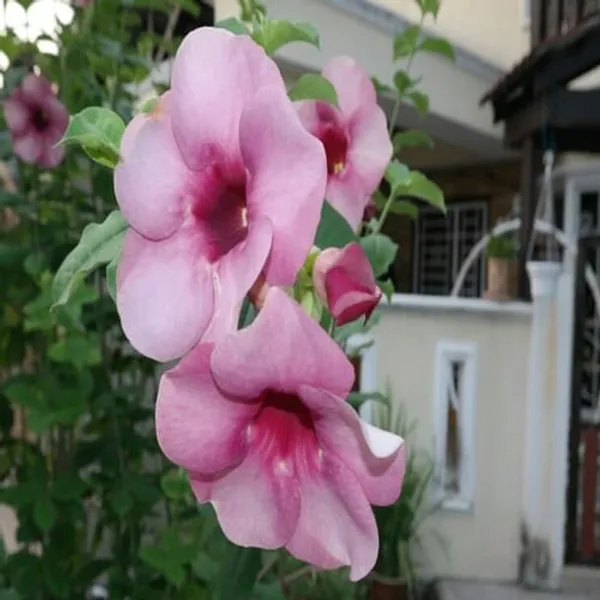 Allamanda_Flower_Plant_(Purple/Violet)