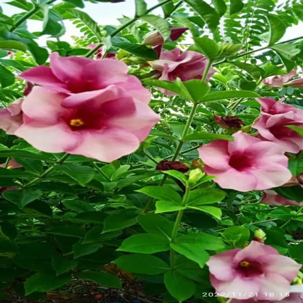 Allamanda_Flower_Plant_(Purple/Violet)