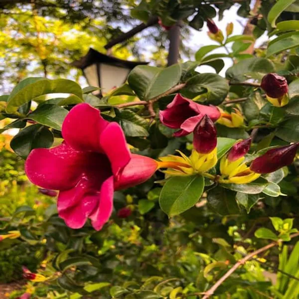 Allamanda_Flower_Plant_(Red)_Pack_Of_1