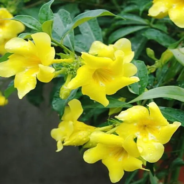 Allamanda_Flower_Plant_(Yellow)