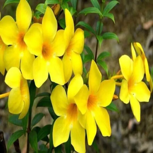 Allamanda_Flower_Plant_(Yellow)