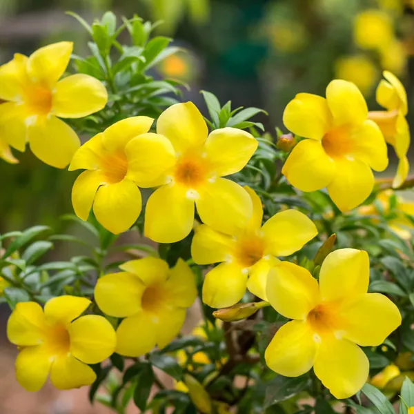 Allamanda_Yellow|Wild_Allamanda__Creepers_&_Climbers_Plant_1.5-3.5_Ft