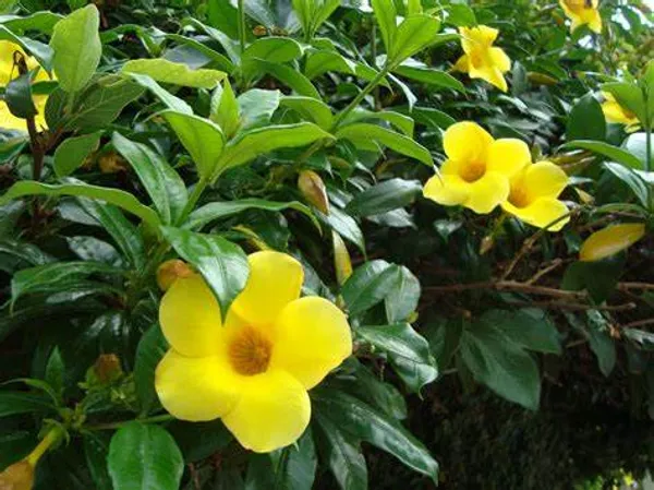 Allamanda_Yellow|Wild_Allamanda__Creepers_&_Climbers_Plant_1.5-3.5_Ft