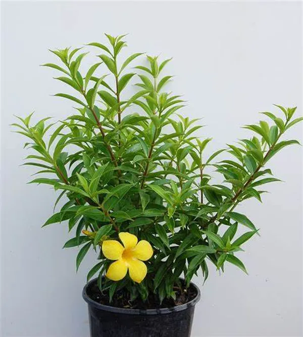Allamanda_Yellow|Wild_Allamanda__Creepers_&_Climbers_Plant_1.5-3.5_Ft