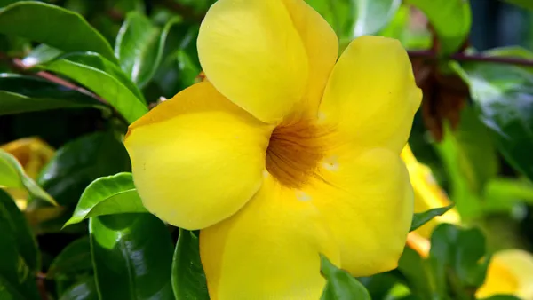 Allamanda_Yellow|Wild_Allamanda__Creepers_&_Climbers_Plant_1.5-3.5_Ft