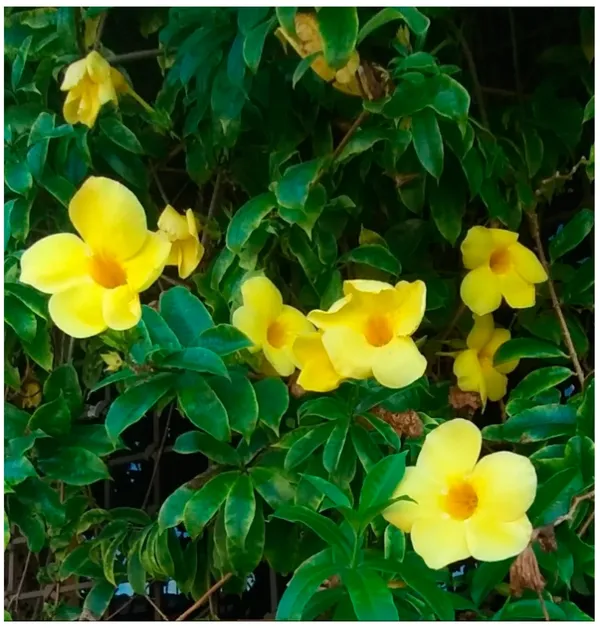 Allamanda_Yellow|Wild_Allamanda__Creepers_&_Climbers_Plant_1.5-3.5_Ft