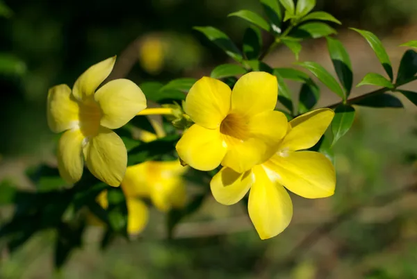 Allamanda_Yellow|Wild_Allamanda__Creepers_&_Climbers_Plant_1.5-3.5_Ft