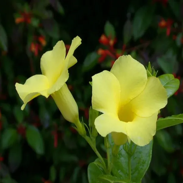 Allamanda_Yellow|Wild_Allamanda__Creepers_&_Climbers_Plant_1.5-3.5_Ft