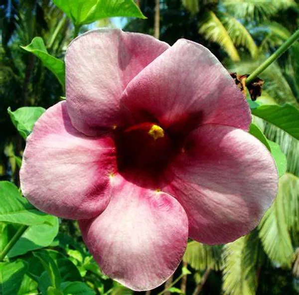 Allamanda_Grafted__Purple/Violet_?_Flower_Plant
