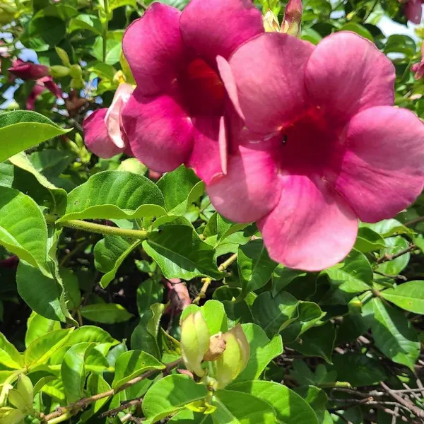 Allamanda_Grafted__Purple/Violet_?_Flower_Plant