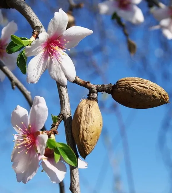 Green_Almonds_Fruit_Plant_(Pack_Of_1)