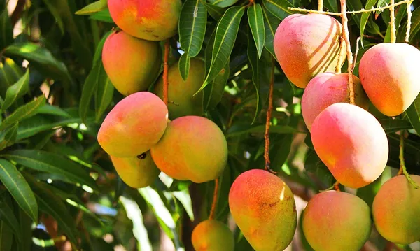 Alphonso(_Grafted_)_Mango_Fruit_Plant_(Hybrid,_Pack_Of_1)