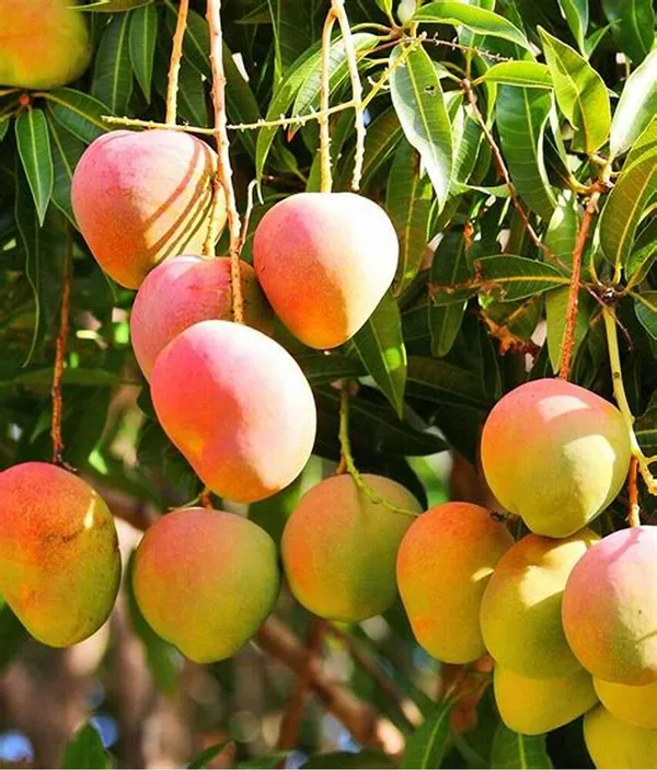 Alphonso(_Grafted_)_Mango_Fruit_Plant_(Hybrid,_Pack_Of_1)