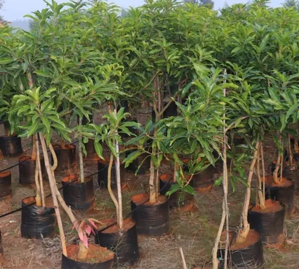 Alphonso(_Grafted_)_Mango_Fruit_Plant_(Hybrid,_Pack_Of_1)
