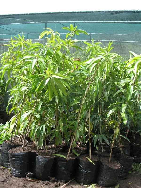 Alphonso(_Grafted_)_Mango_Fruit_Plant_(Hybrid,_Pack_Of_1)