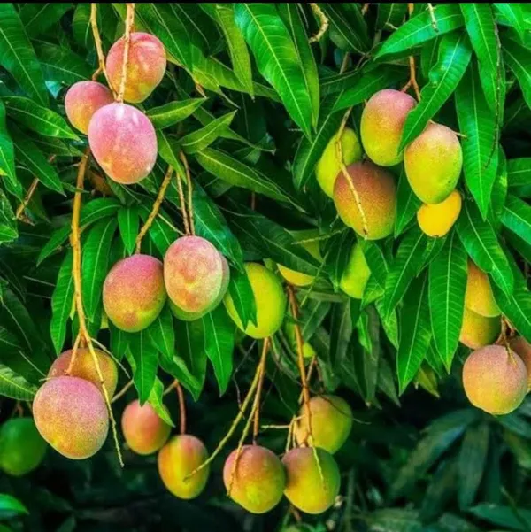 Alphonso_Mango_Hybrid_Grafted_Plant