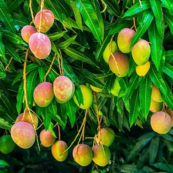 Alphonso_Mango_Grafted_Fruit_Plant