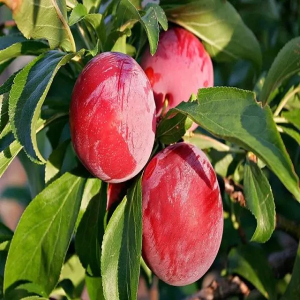 Green_Alubhukara_Fruit_Plant_(Pack_Of_1)