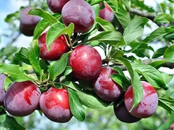 Alubhukara_Fruit_Plant_(Pack_Of_1)