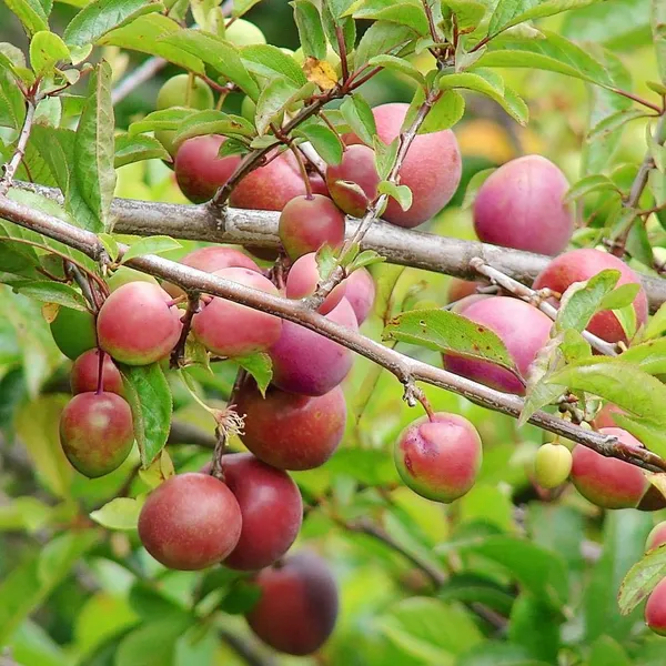 Alubhukara_Fruit_Plant_(Pack_Of_1)