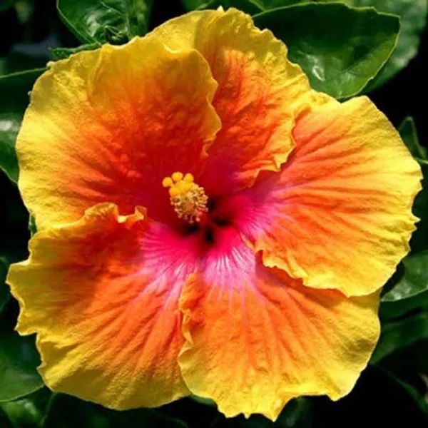 American_Hibiscus_Multi_Colour_Flower_Plant