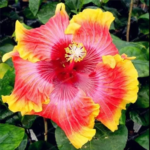 American_Hibiscus_Multi_Colour_Flower_Plant