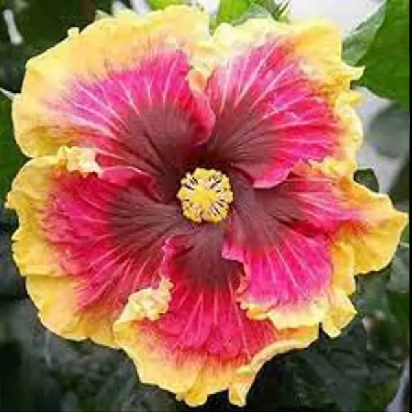 American_Hibiscus_Multi_Colour_Flower_Plant