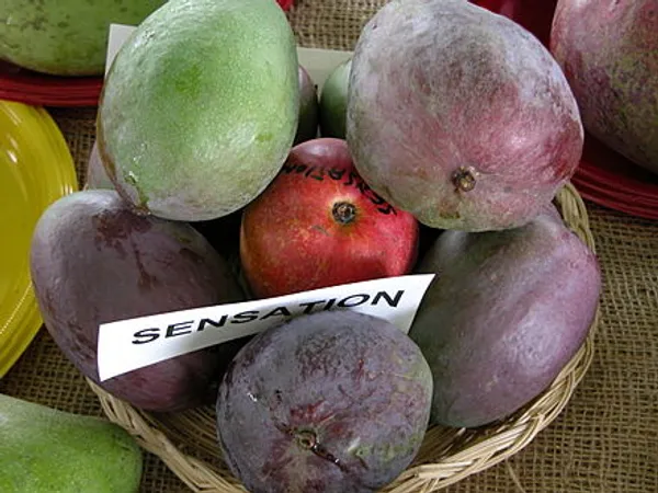 Australian_Sensation_Mango_Grafted_Fruit_Plant