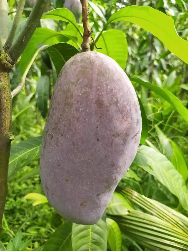 Australian_Sensation_Mango_Grafted_Fruit_Plant
