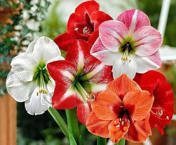 Amaryllis_Lily_Flower_Bulbs_(Pack_of_4_Bulbs)