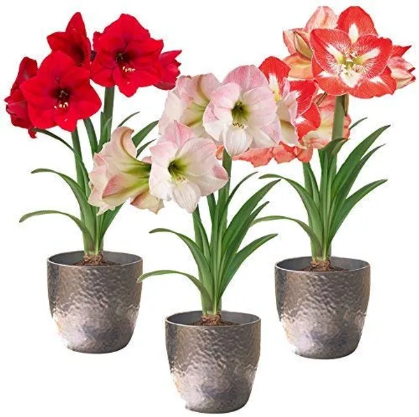 Amaryllis_Lily_Flower_Bulbs_(Pack_of_4_Bulbs)