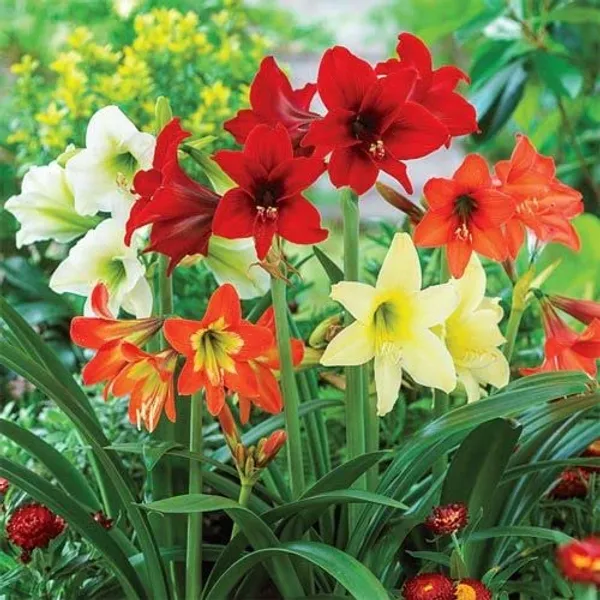 Amaryllis_Lily_Flower_Bulbs_(Pack_of_4_Bulbs)