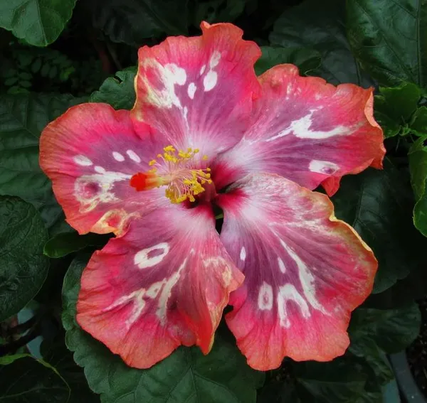 American_Hibiscus_(Grafted)_Flowering_Plant