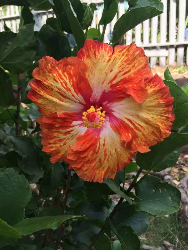 American_Multicolor_Hibiscus_(Grafting)_Flower_Plant_(Pack_Of_1)