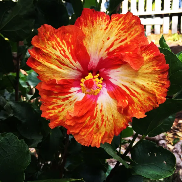 American_Multicolor_Hibiscus_(Grafting)_Flower_Plant_(Pack_Of_1)