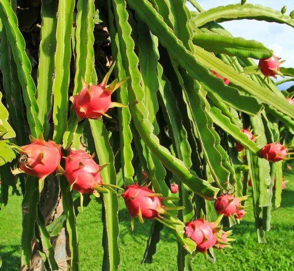 American_Red_Dragon_Fruit_Plant_(Hybrid,_Pack_Of_1)