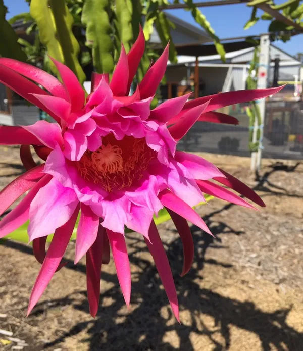 American_Red_Dragon_Fruit_Plant_(Hybrid,_Pack_Of_1)