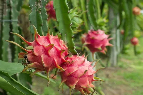 American_Red_Dragon_Fruit_Plant_(Hybrid,_Pack_Of_1)