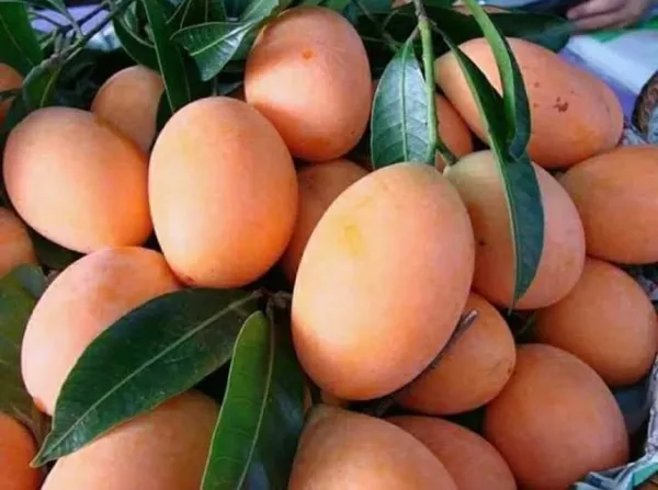 Amrapali_Mango_Grafted_Fruit_Plant