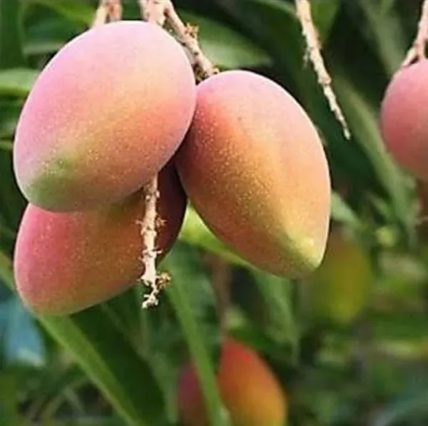 Amrapali_Mango_Grafted_Fruit_Plant