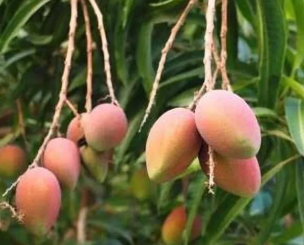 Amrapali_Mango_Grafted_Fruit_Plant