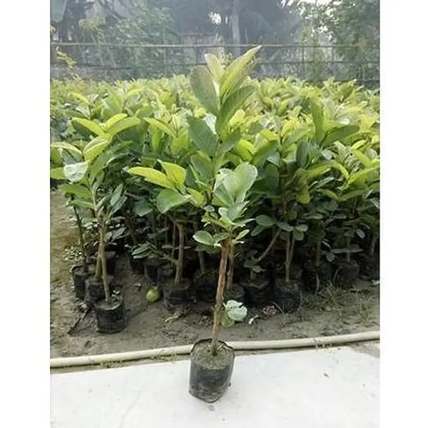 China_White_Rare_Hybrid_Air_Layering_Guava_Plant