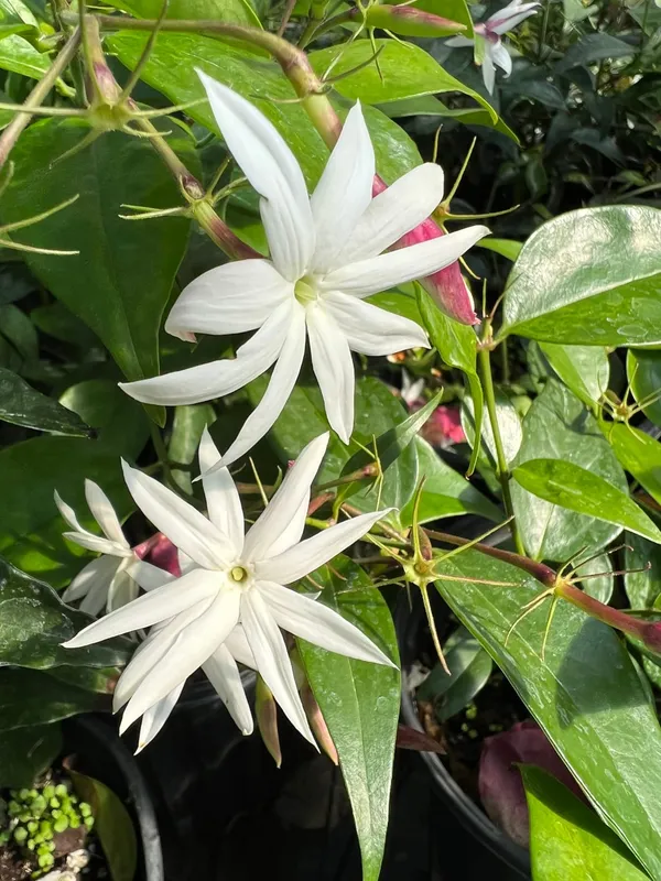 White_Angel_Wing_Jasmine_Flower_Plant